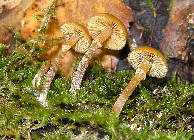 Galerina spec.  Cod.: 0260-07